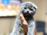 Tamamen Saf 6 Adet Kedi