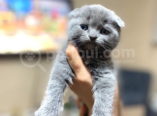 Tamamen Saf 6 Adet Kedi görsel