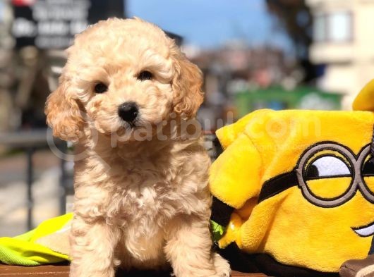 Toy Poodle Yavrular görsel