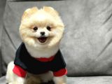 Yetişkin Dişi Pomeranian Boo