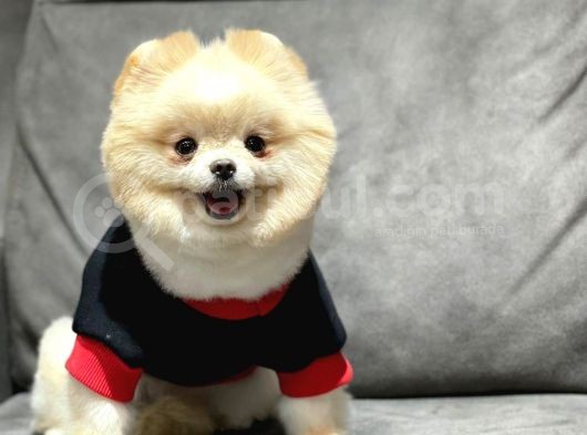 Yetişkin Dişi Pomeranian Boo görsel