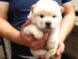 A Kali̇te Chow Chow Yavruları