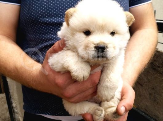 A Kali̇te Chow Chow Yavruları görsel