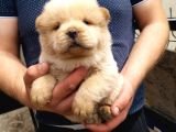 A Kali̇te Chow Chow Yavruları