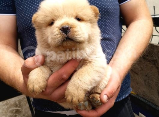 A Kali̇te Chow Chow Yavruları
