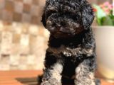 Phantom Toy Poodle Yavrular