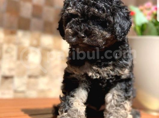 Phantom Toy Poodle Yavrular