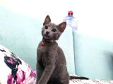 Uygun Ücretlidir Russian Blue