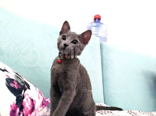 Uygun Ücretlidir Russian Blue görsel