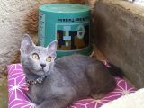 Uygun Ücretlidir Russian Blue