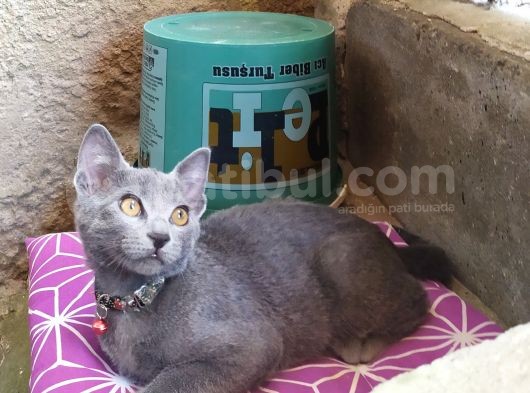 Uygun Ücretlidir Russian Blue