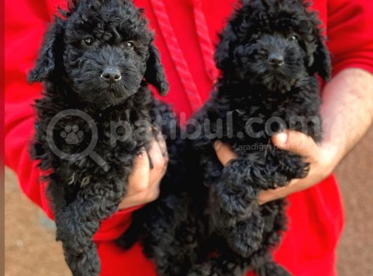 Sevimli Black Toy Poodle Yavrularımız görsel