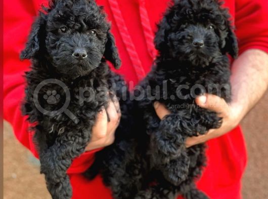 Sevimli Black Toy Poodle Yavrularımız
