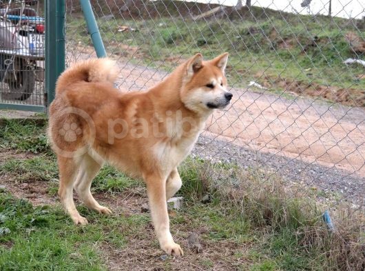 Irk Ve Sağlık Garantili Akita Inu Yavrular görsel