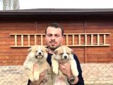 Irk Ve Sağlık Garantili Akita Inu Yavrular
