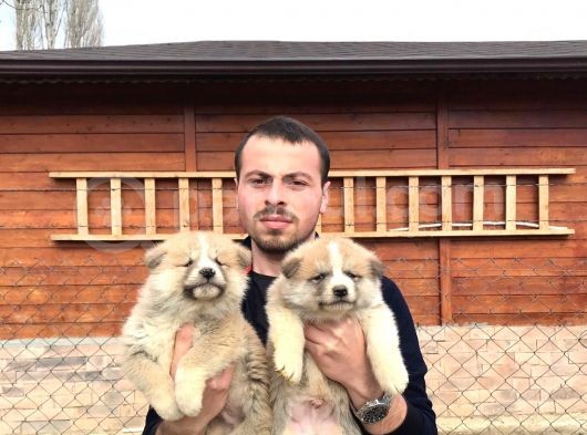 Irk Ve Sağlık Garantili Akita Inu Yavrular görsel