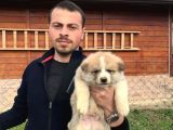 Irk Ve Sağlık Garantili Akita Inu Yavrular