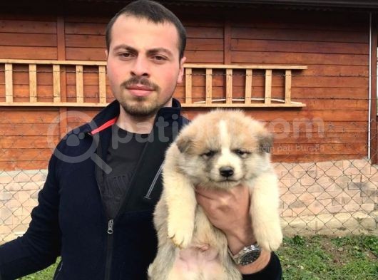 Irk Ve Sağlık Garantili Akita Inu Yavrular görsel