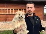 Irk Ve Sağlık Garantili Akita Inu Yavrular