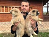 Irk Ve Sağlık Garantili Akita Inu Yavrular