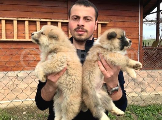 Irk Ve Sağlık Garantili Akita Inu Yavrular görsel