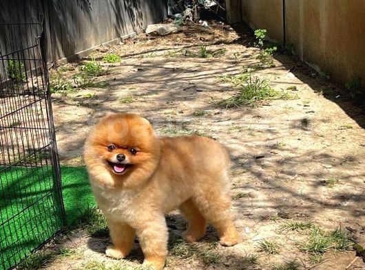 Kusursuz Yetişkin Orijinal Renk Basık Küt Burun Teddybear Ayı Surat Oğlumuz görsel