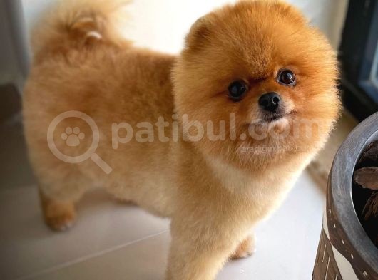 Kusursuz Yetişkin Orijinal Renk Basık Küt Burun Teddybear Ayı Surat Oğlumuz görsel