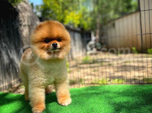 Kusursuz Yetişkin Orijinal Renk Basık Küt Burun Teddybear Ayı Surat Oğlumuz görsel