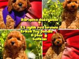 Orijinal Renk Safkan Red Brown Toy Poodle Oğlumuz Coffe