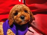 Orijinal Renk Safkan Red Brown Toy Poodle Oğlumuz Coffe