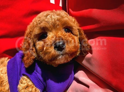 Orijinal Renk Safkan Red Brown Toy Poodle Oğlumuz Coffe görsel