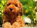 Orijinal Renk Safkan Red Brown Toy Poodle Oğlumuz Coffe