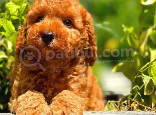 Orijinal Renk Safkan Red Brown Toy Poodle Oğlumuz Coffe görsel