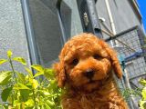 Orijinal Renk Safkan Red Brown Toy Poodle Oğlumuz Coffe
