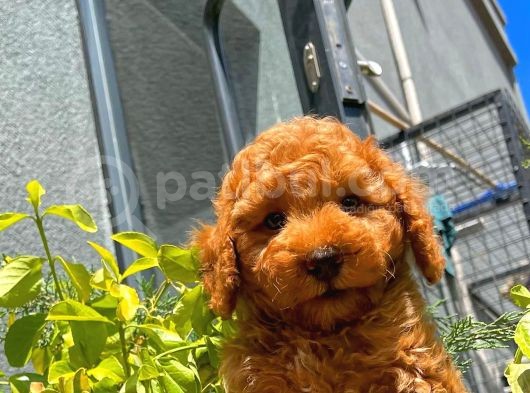 Orijinal Renk Safkan Red Brown Toy Poodle Oğlumuz Coffe görsel