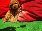 Orijinal Renk Safkan Red Brown Toy Poodle Oğlumuz Coffe