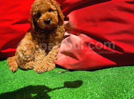 Orijinal Renk Safkan Red Brown Toy Poodle Oğlumuz Coffe görsel