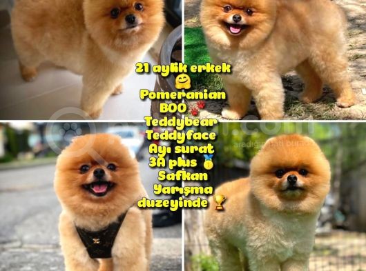 Kusursuz Yetişkin Orijinal Renk Basık Küt Burun Teddybear Ayı Surat Oğlumuz