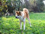 Irk Ve Sağlık Garantili Akita Inu Yavrular