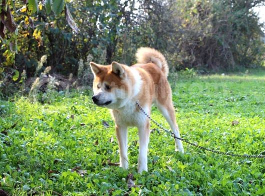 Irk Ve Sağlık Garantili Akita Inu Yavrular