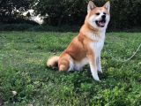 Irk Ve Sağlık Garantili Akita Inu Yavrular