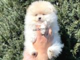 Teady Bear Pomeranian Boo Erkek Yavrumuz