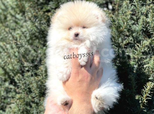 Teady Bear Pomeranian Boo Erkek Yavrumuz görsel