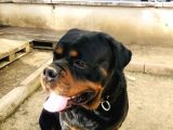 Secereli Rottweiler
