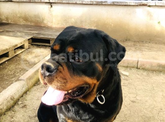 Secereli Rottweiler görsel