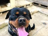 Secereli Rottweiler