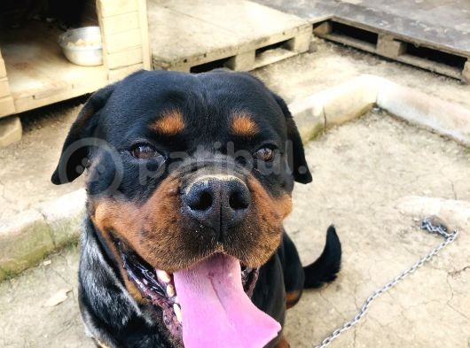 Secereli Rottweiler görsel