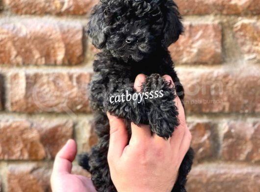 Black Siyah Inci Toy Poodle Erkek Yavrumuz görsel