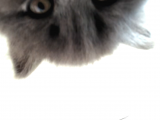 British Shorthair Yavru