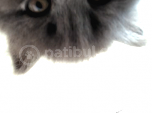 British Shorthair Yavru görsel